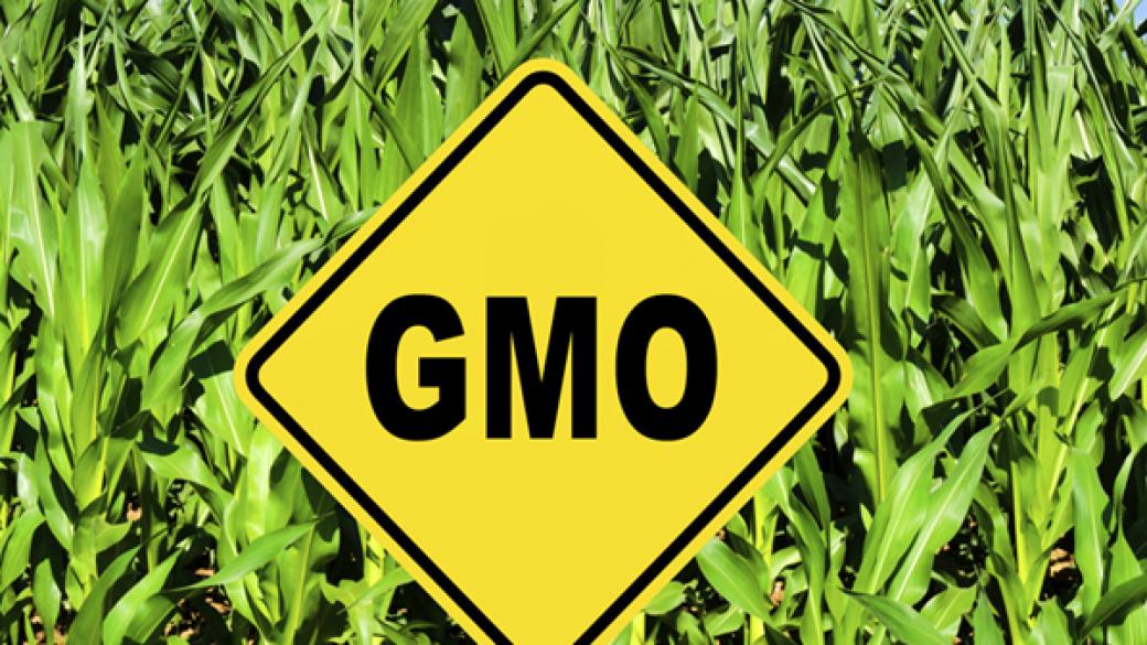 Страните членки не могат да забраняват одобрени от ЕС ГМО